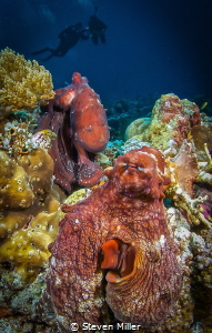 Double Day Octopi. These two stayed put for well over an ... by Steven Miller 